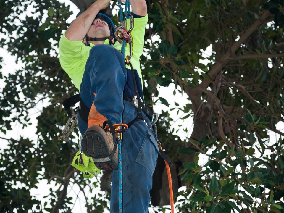 Qualified arborist working in a mature tree during a risk assessment in Gloucestershire